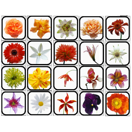Flowers Picture Matching/Flashcards/Memory Game for Autism